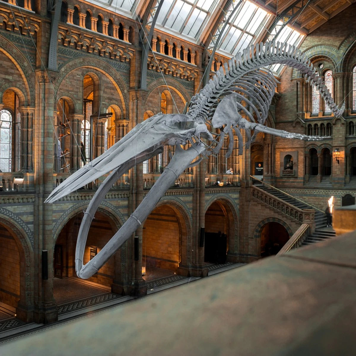 Whale skeleton suspended in grand museum hall with arched windows and ornate architecture, part of a museum exhibit display.